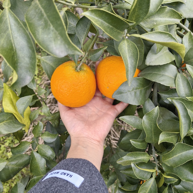 精品爱媛橙