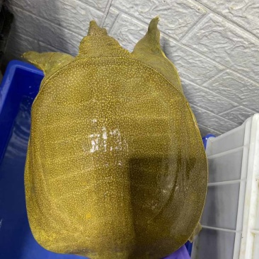 信阳大甲鱼
