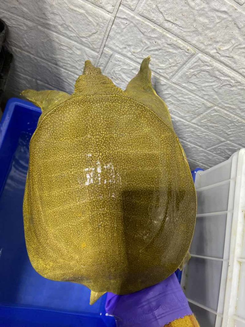 信阳大甲鱼