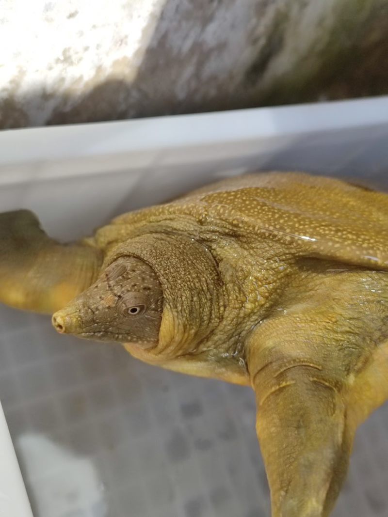 信阳大甲鱼