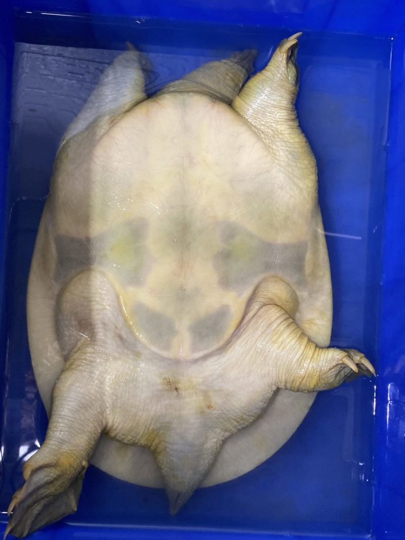 信阳大甲鱼