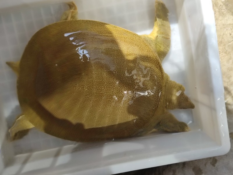 信阳大甲鱼