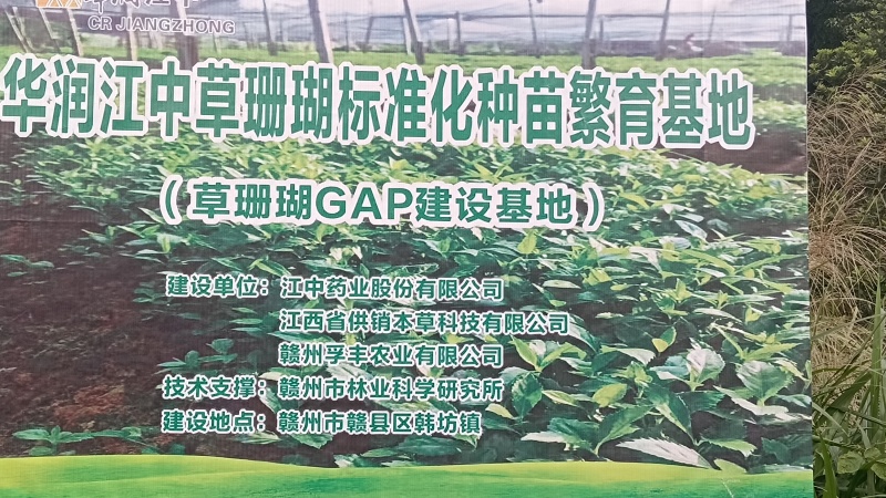 出售草珊瑚种苗
