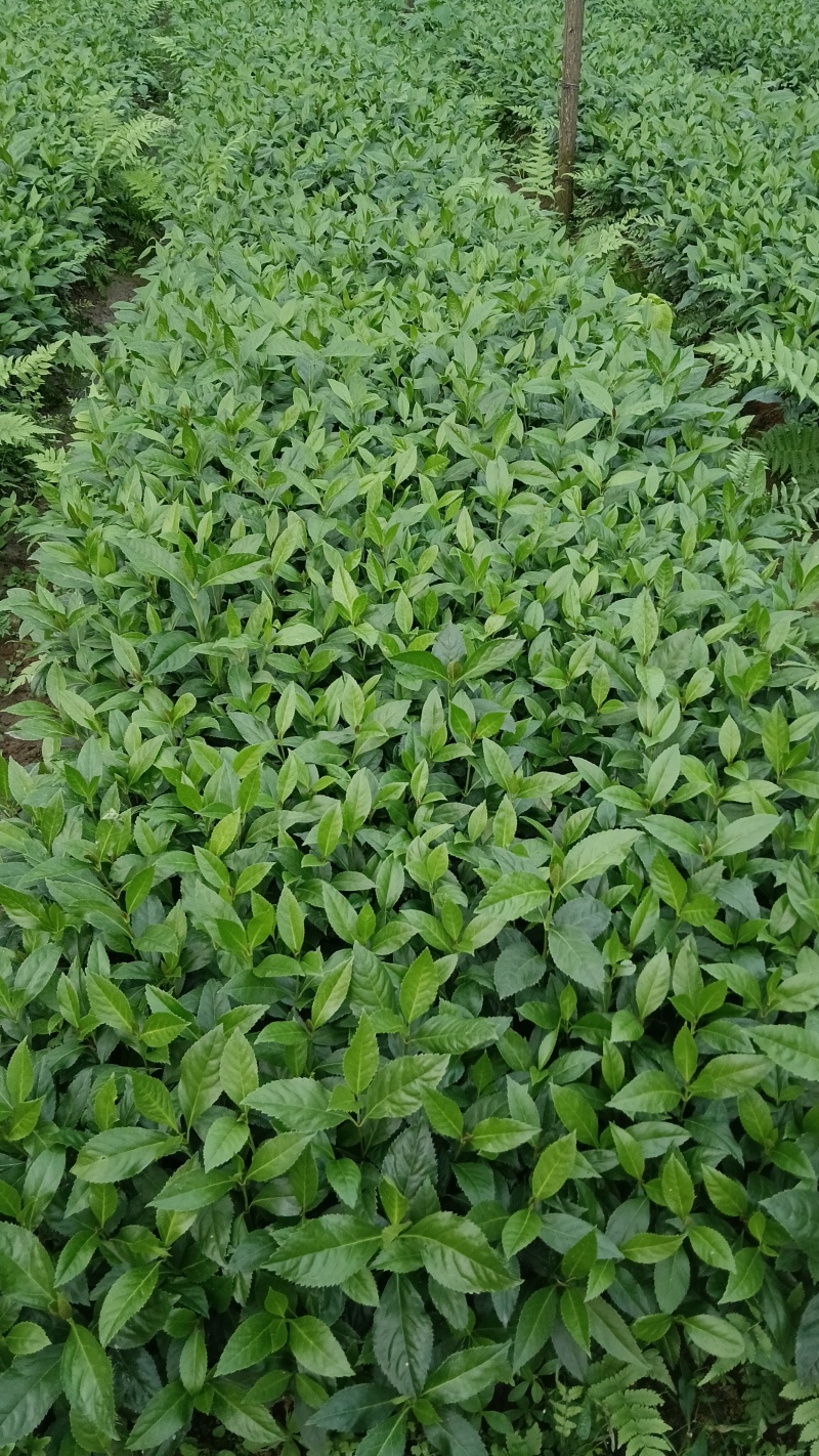 出售草珊瑚种苗