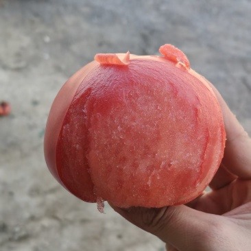 新疆西红柿