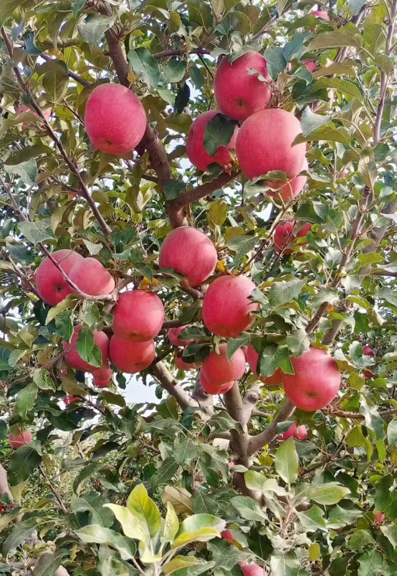 甘肃兰州红富士糖心苹果
