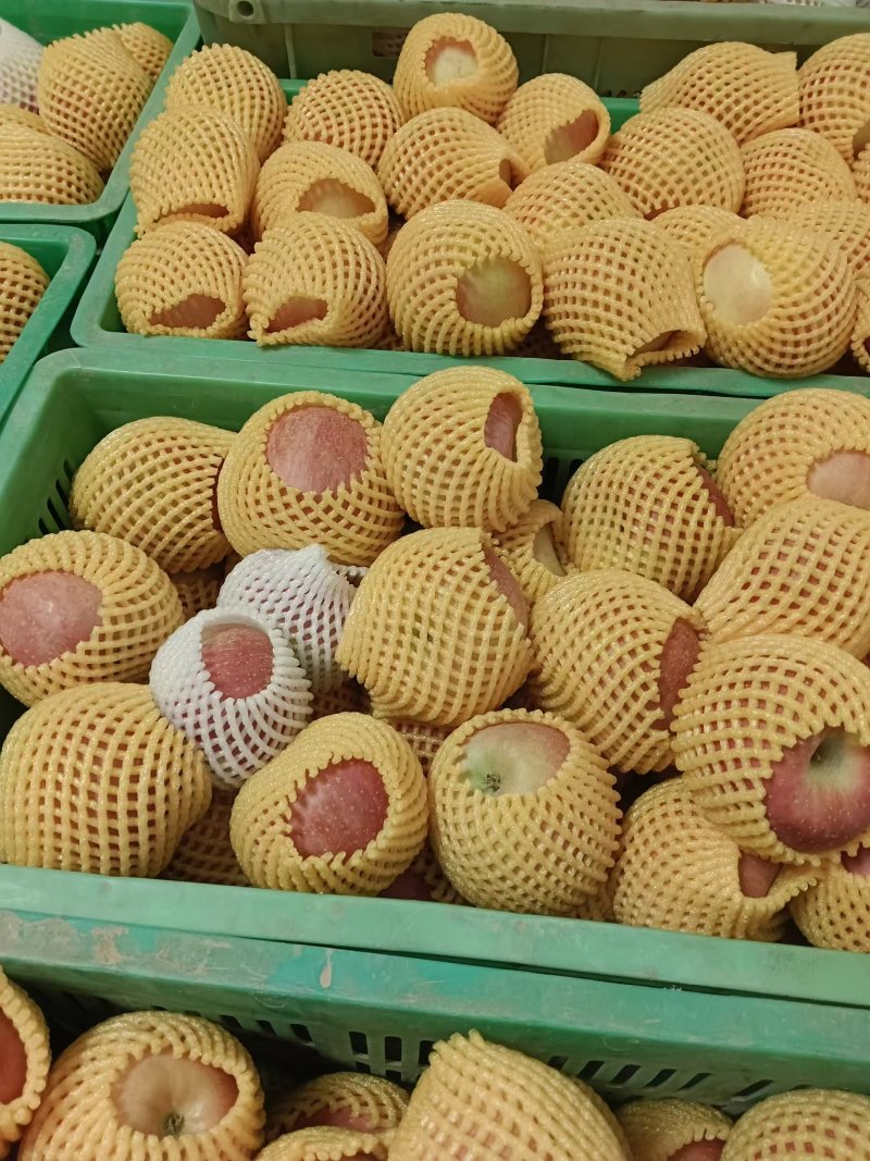 甘肃兰州红富士糖心苹果