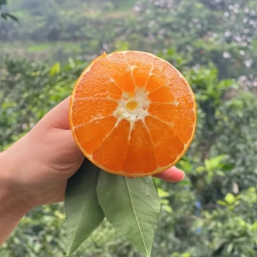 原产地原树爱媛大量上市中需要的老板随时咨询