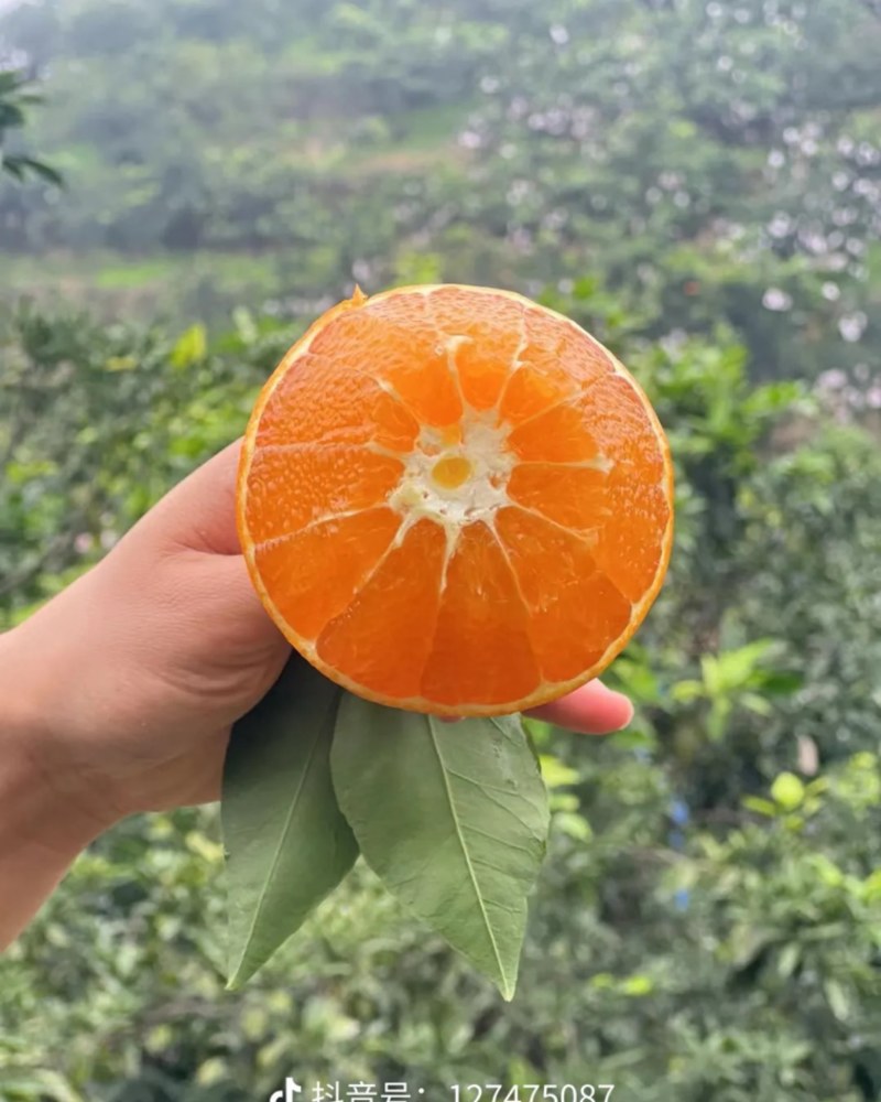 原产地原树爱媛大量上市中需要的老板随时咨询