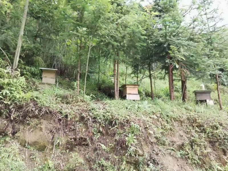 农家高山土蜂蜜***，无任何添加