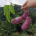 农家高山土蜂蜜***，无任何添加