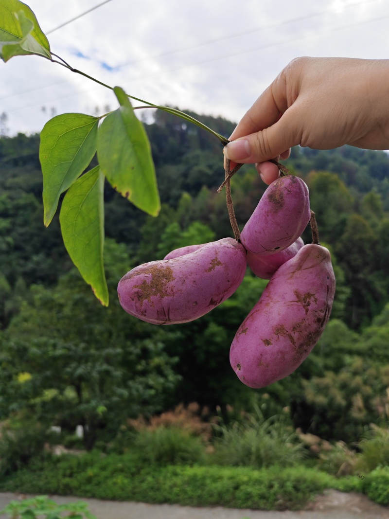 农家高山土蜂蜜***，无任何添加