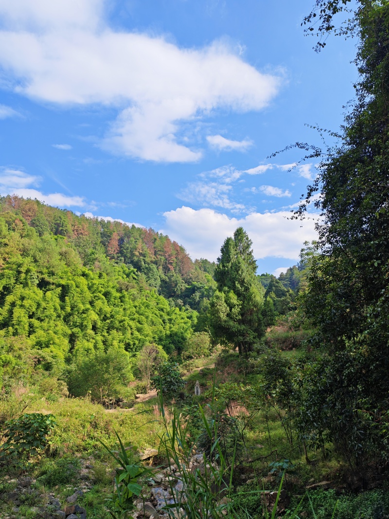 农家高山土蜂蜜***，无任何添加