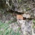农家高山土蜂蜜***，无任何添加