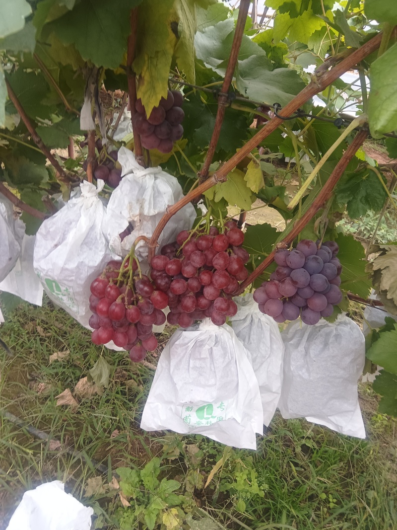 陕西省合阳县太枣红提园