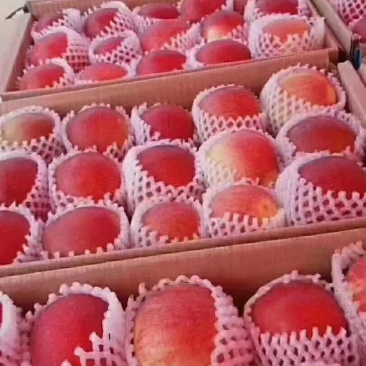 糖心苹果🍎