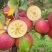 糖心苹果🍎