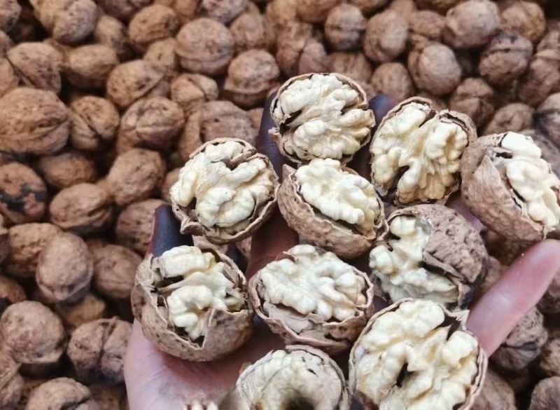 云南大理无量山纸皮核桃
