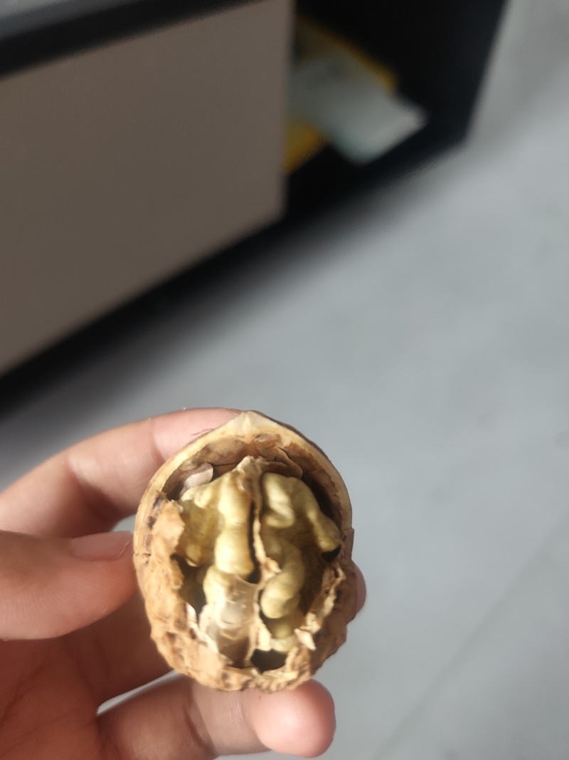 云南大理无量山纸皮核桃