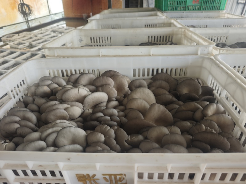 山东小黑平菇，大量有货
