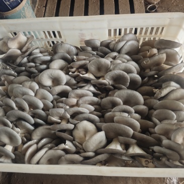 山东小黑平菇，大量有货