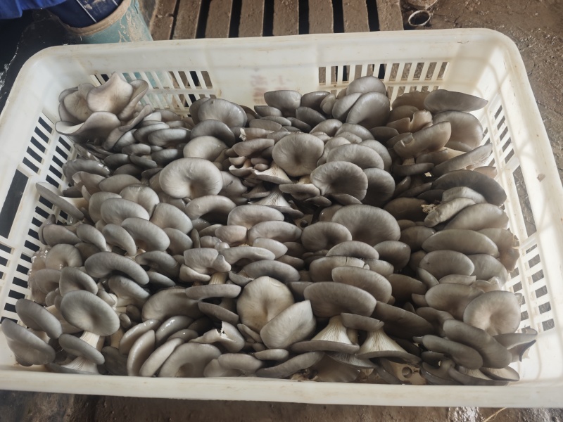 山东小黑平菇，大量有货