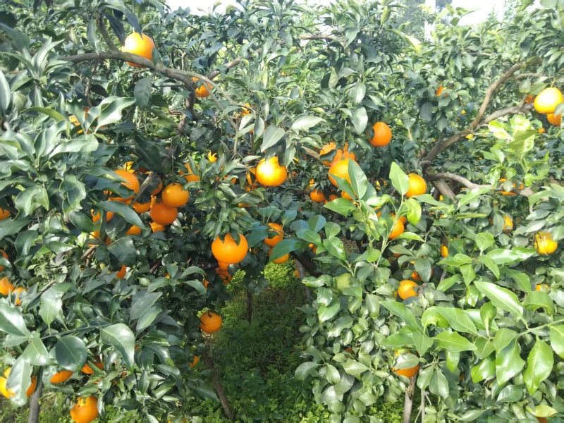 爰缓果冻橙