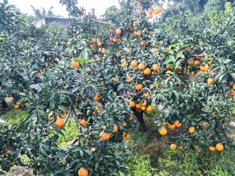 爰缓果冻橙