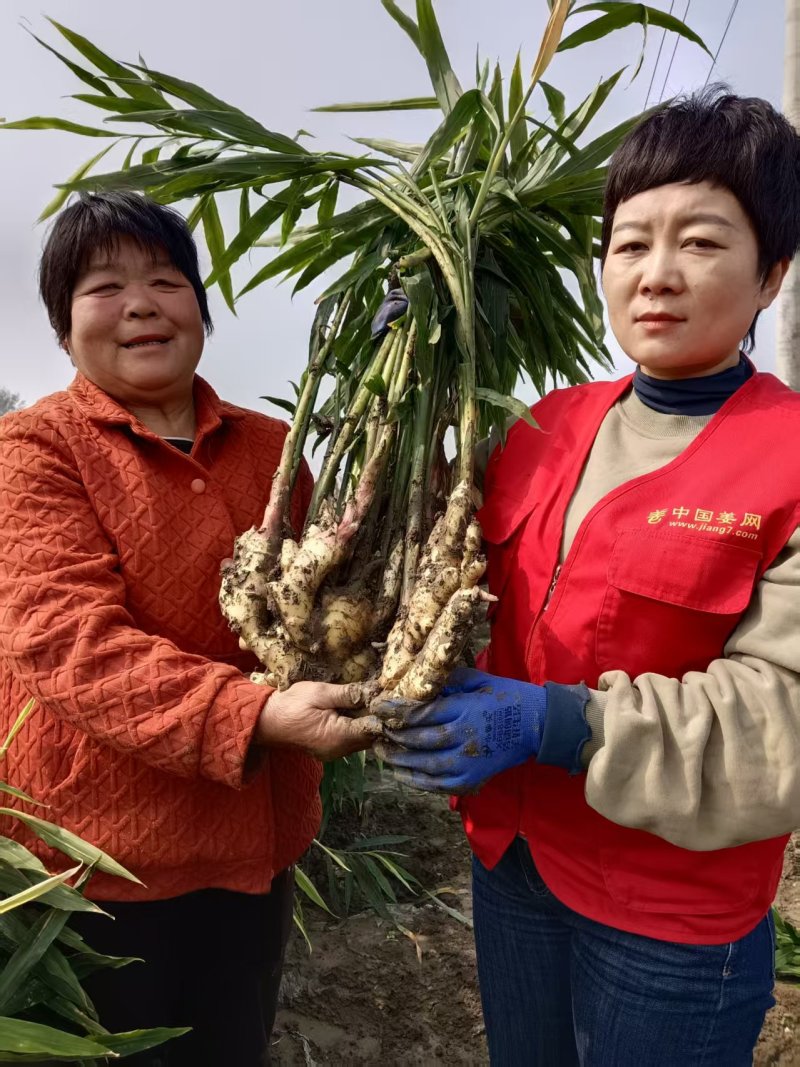 山农一号大姜