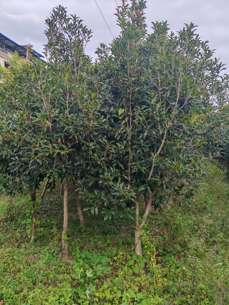 桂花树（丹桂）