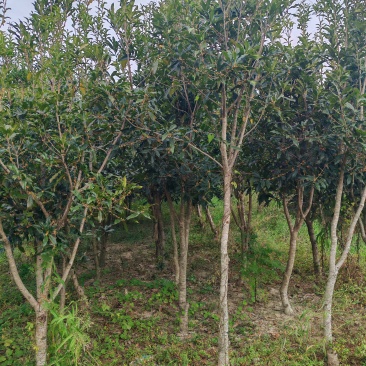 桂花树（丹桂）