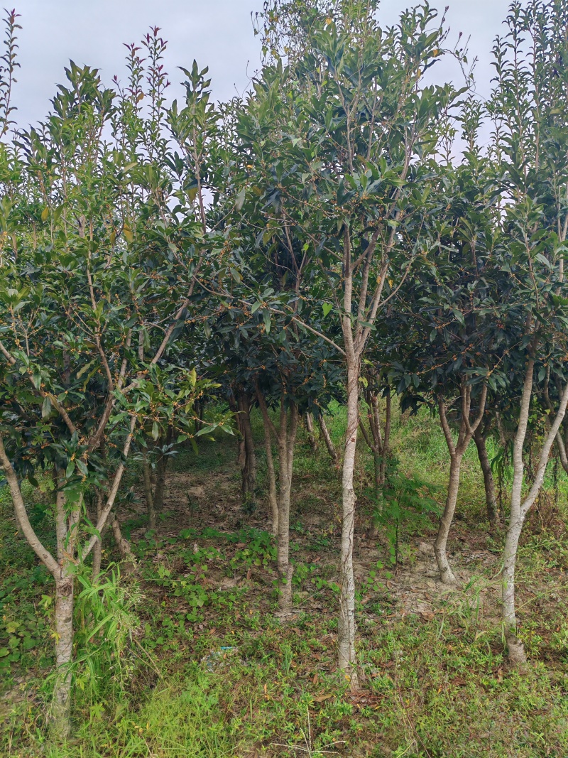 桂花树（丹桂）