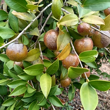 茶油