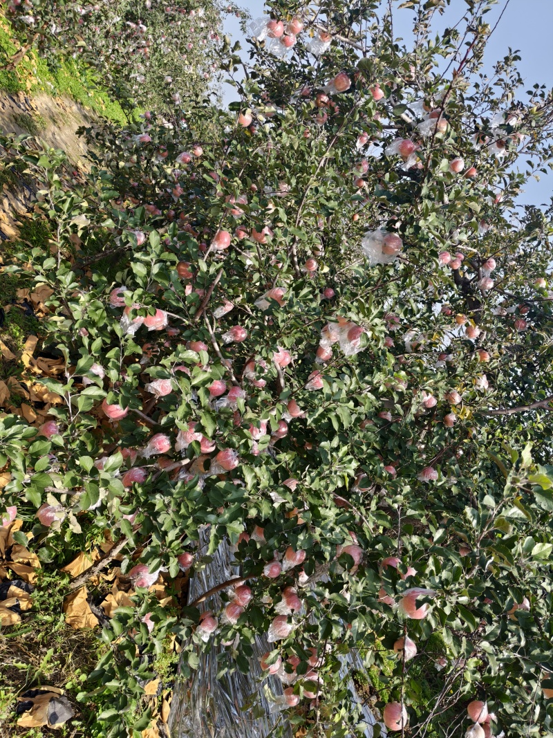 山西运城万荣纸加膜红富士苹果，冰糖心满满，脆甜可口！