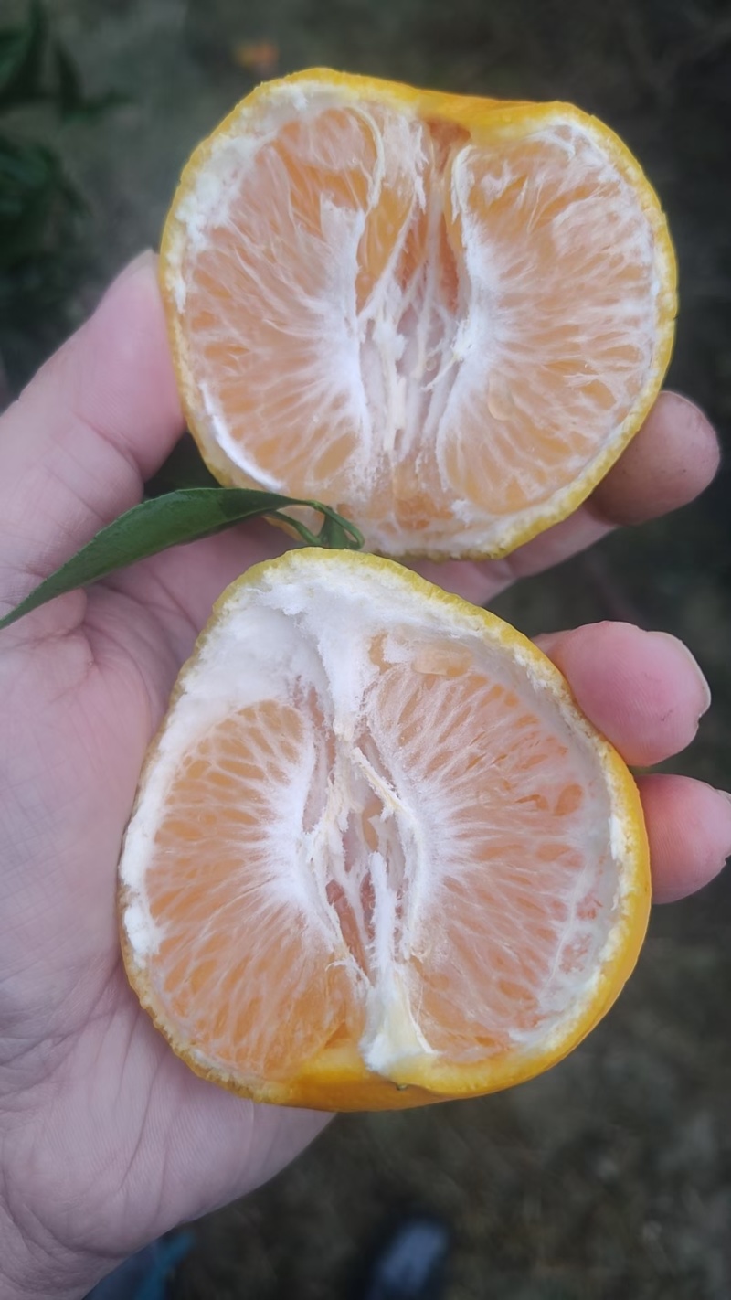 早熟耙耙柑，大概5万斤，现在13个糖，完全托酸了，现在有6层