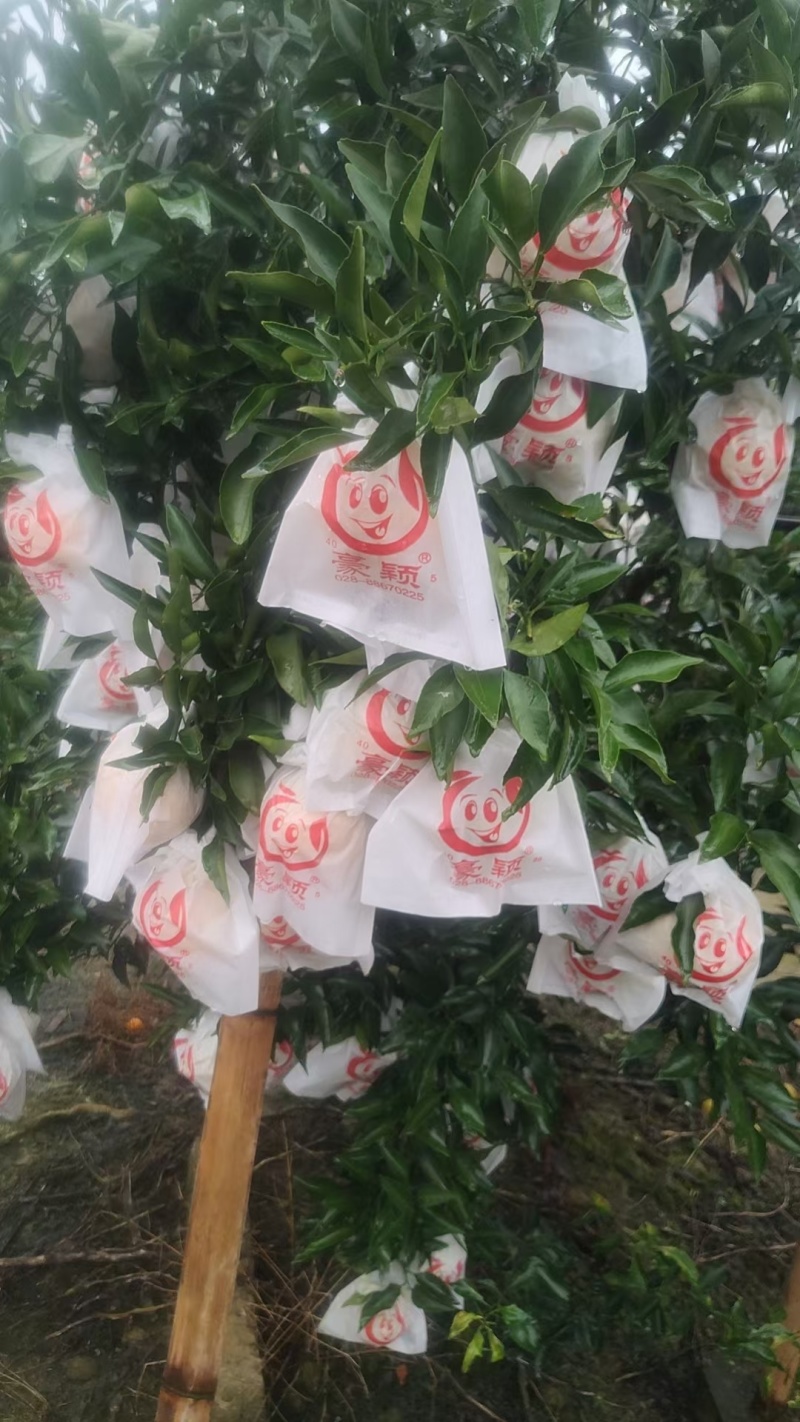 早熟耙耙柑，大概5万斤，现在13个糖，完全托酸了，现在有6层