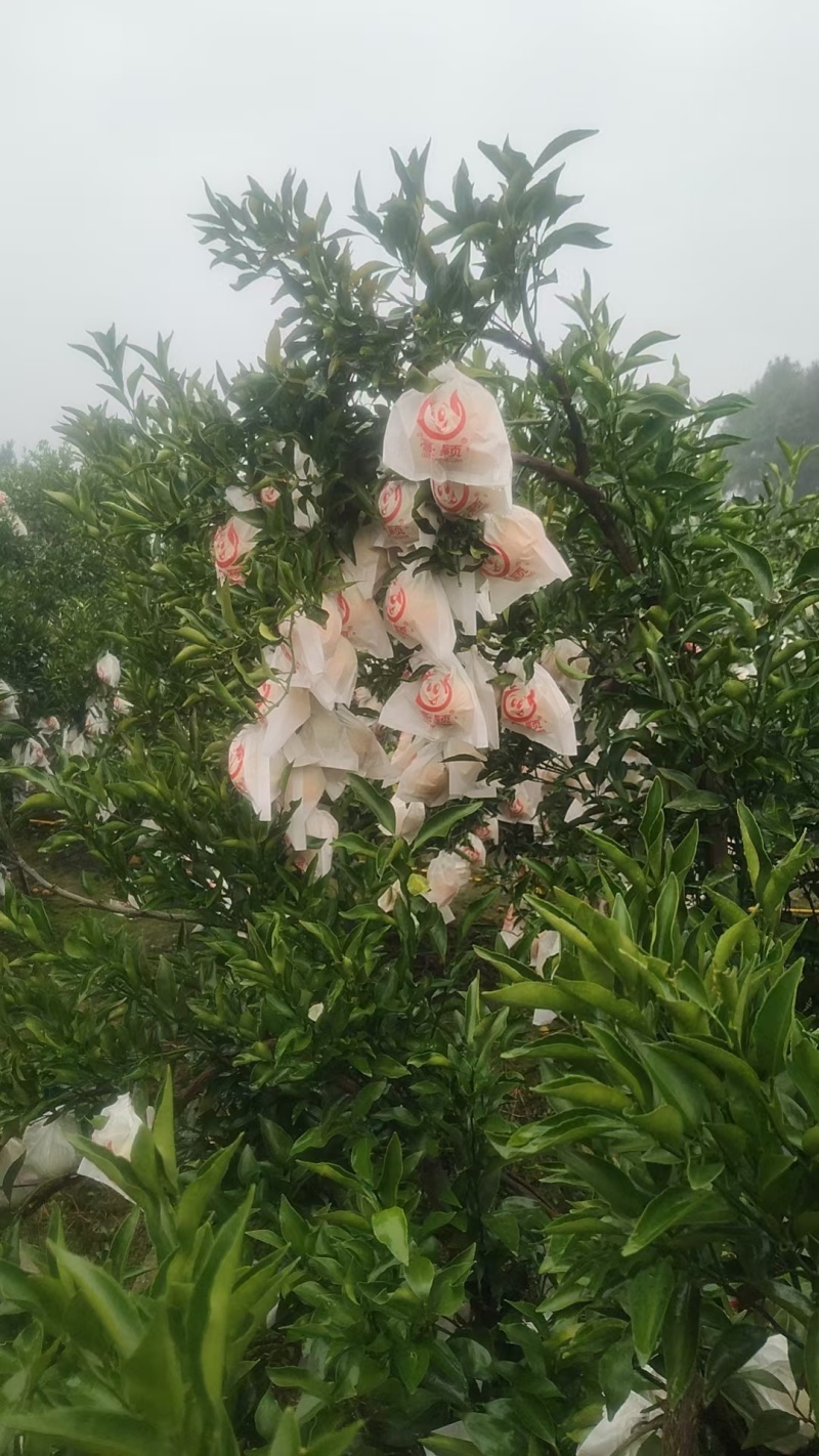 早熟耙耙柑，大概5万斤，现在13个糖，完全托酸了，现在有6层