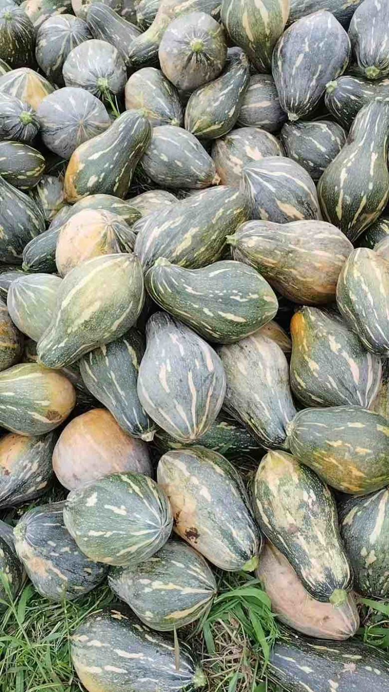 广东香芋南瓜