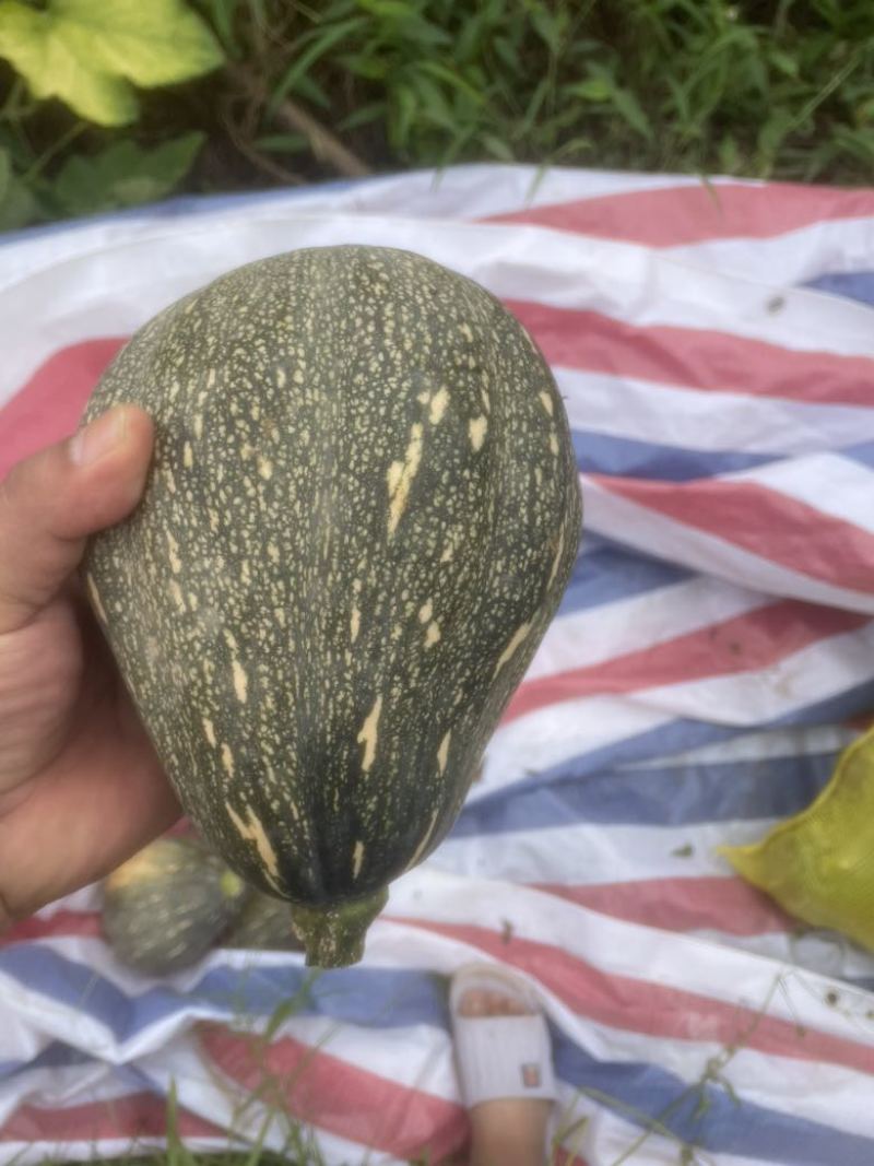 广东香芋南瓜
