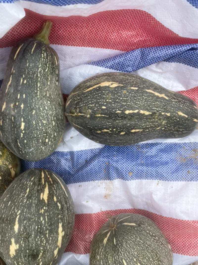 广东香芋南瓜