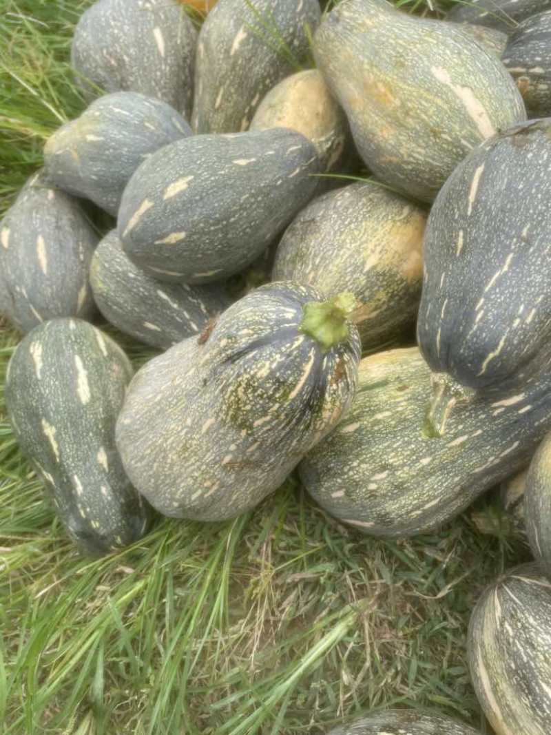 广东香芋南瓜