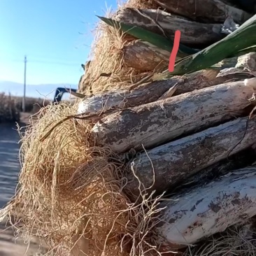大葱