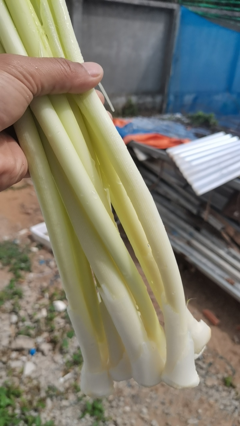 蒲菜