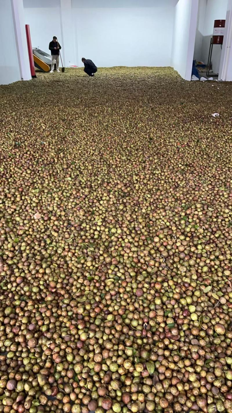茶果（赣油和长林系列）