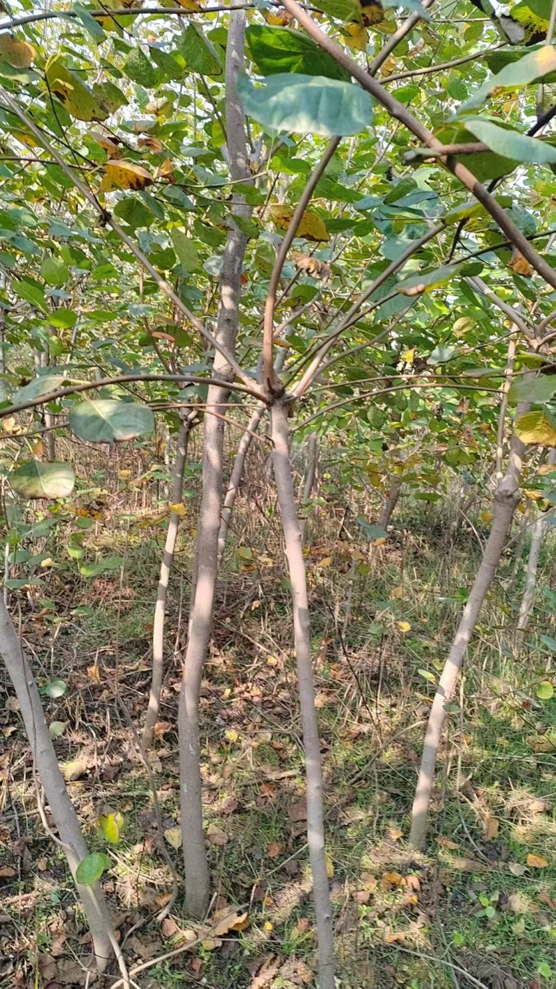 黄栌小苗到四公分粗