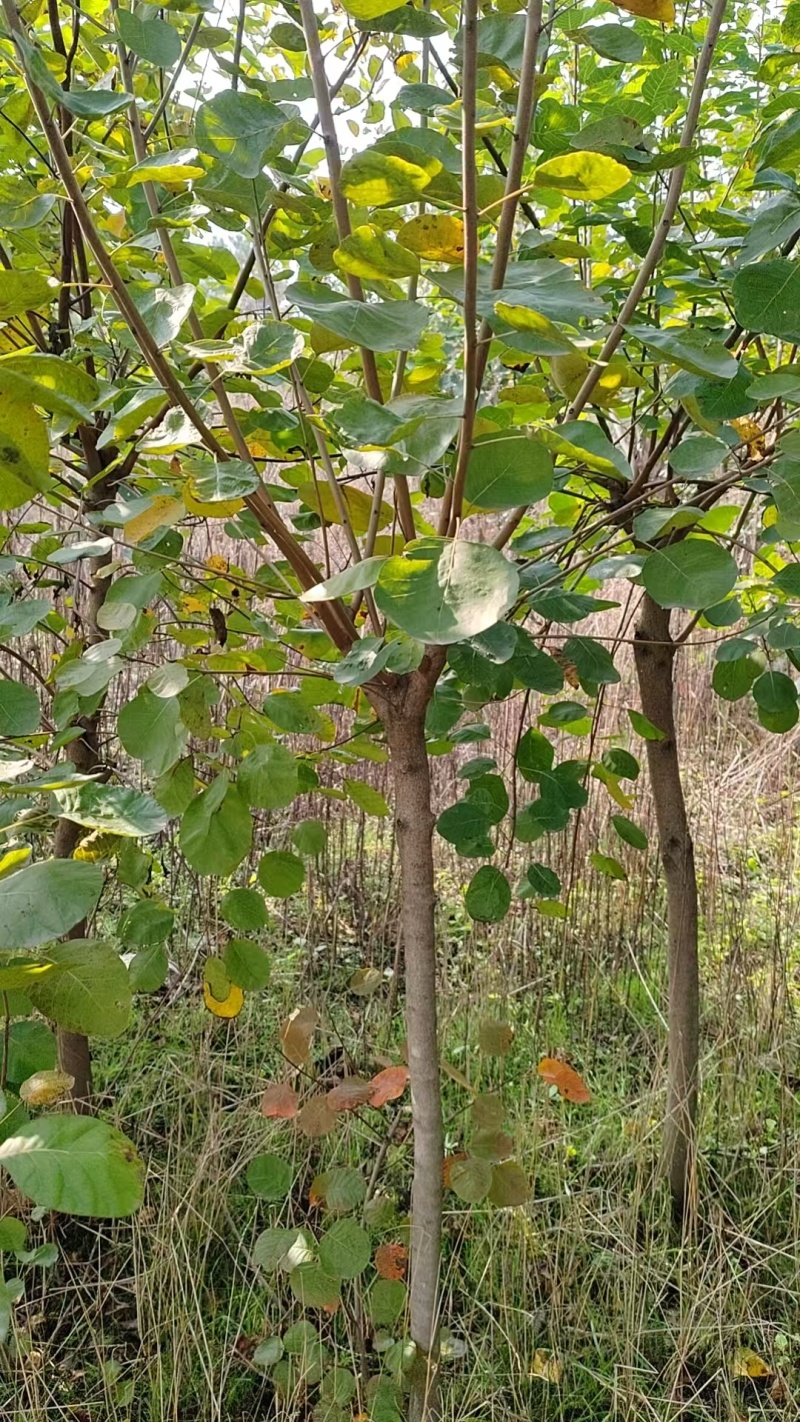 黄栌小苗到四公分粗