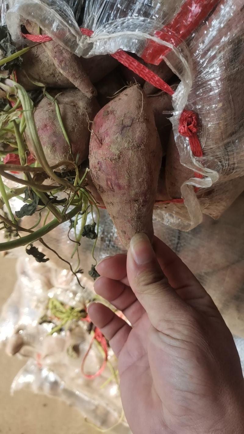红薯