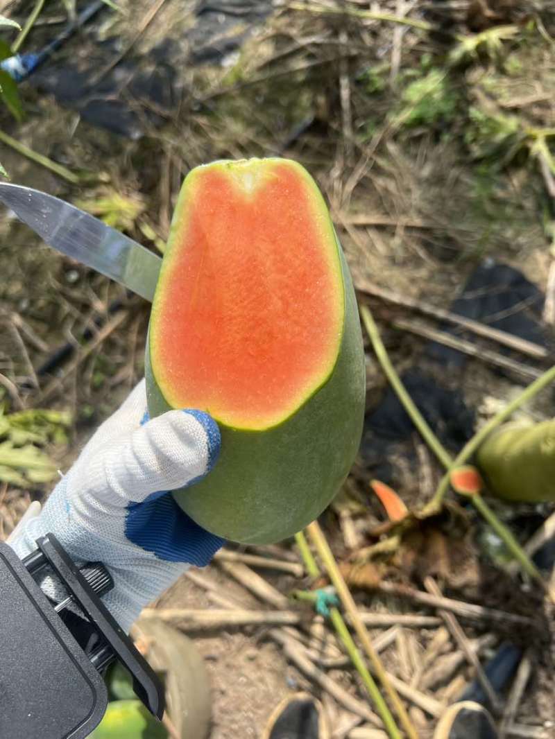 水果木瓜
