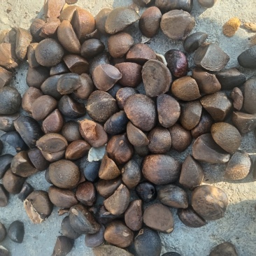 大悟油茶籽