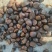 大悟油茶籽